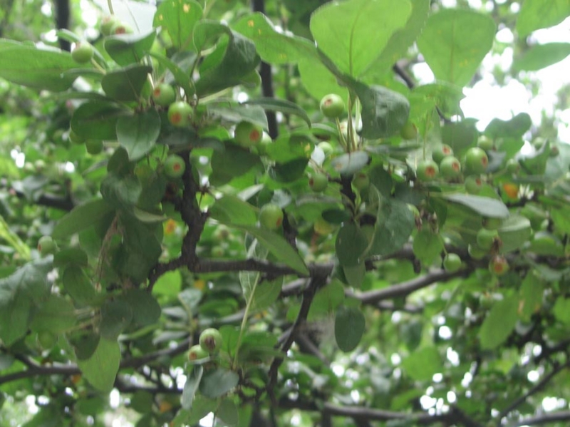 f:id:atarou:20120901062344j:image