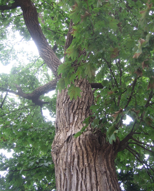 f:id:atarou:20120901062345j:image