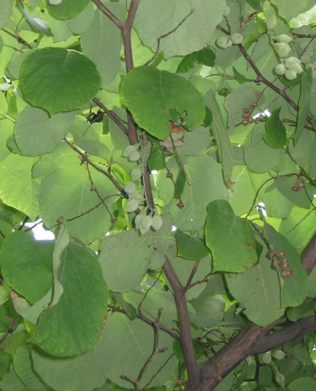 f:id:atarou:20120901062347j:image