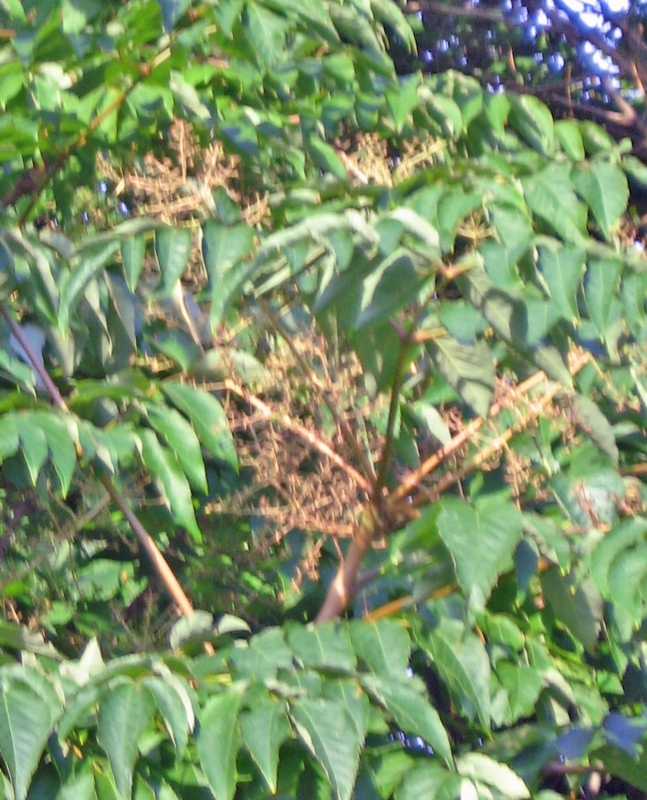 f:id:atarou:20120914052120j:image