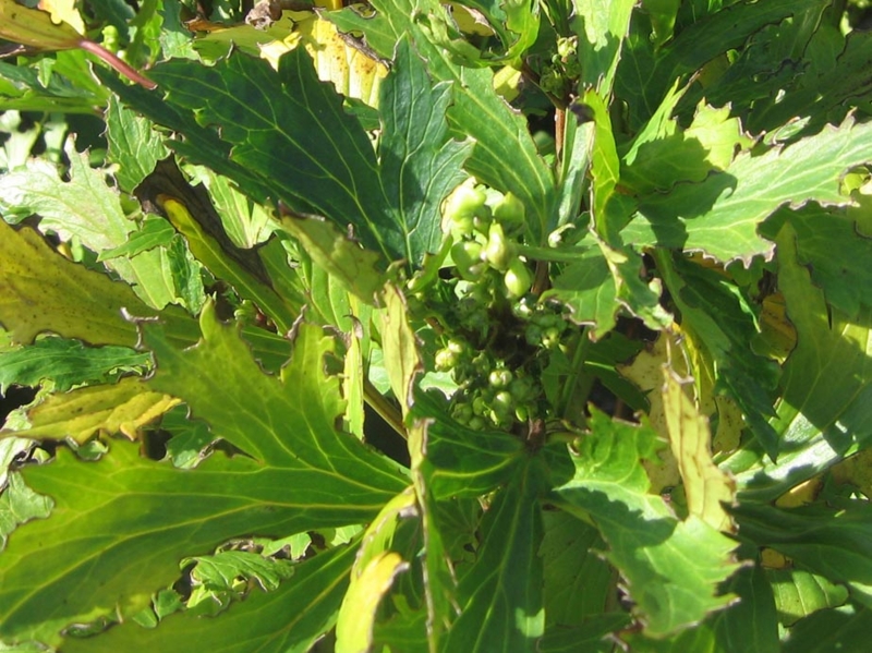 f:id:atarou:20120914055445j:image