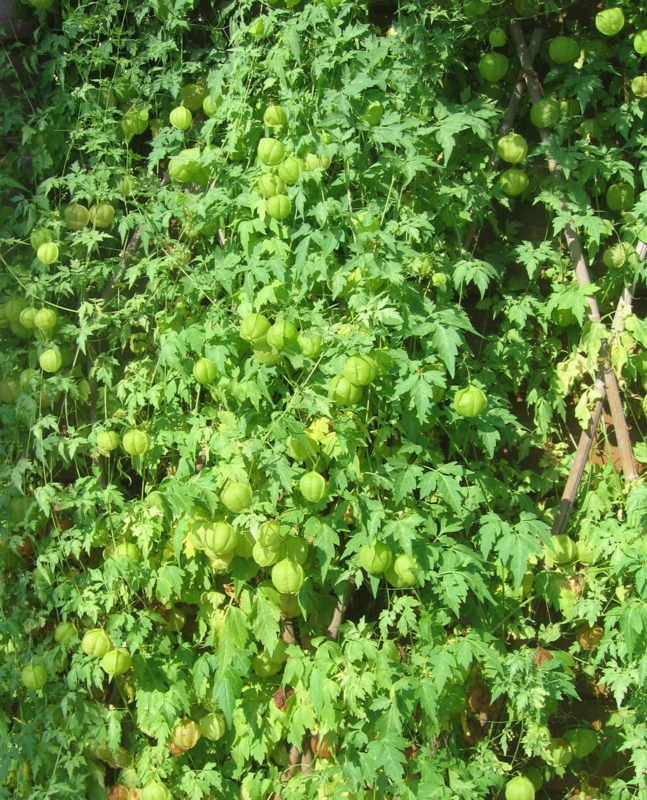 f:id:atarou:20120914061159j:image