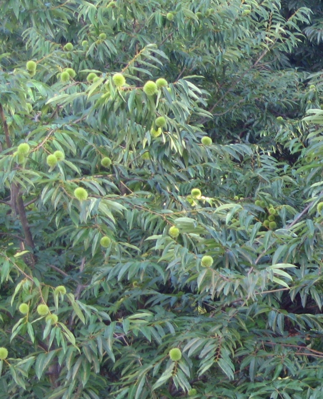 f:id:atarou:20120914062536j:image