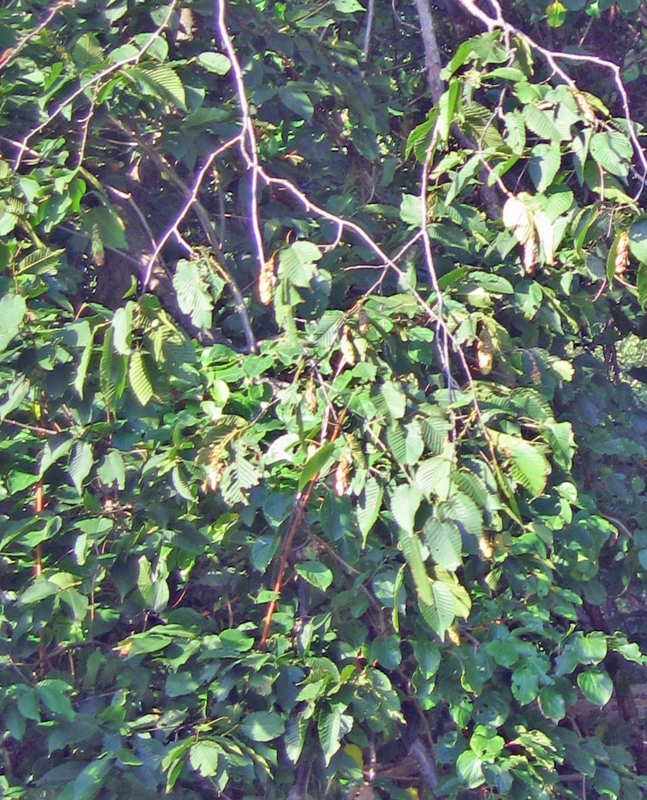 f:id:atarou:20120914062538j:image