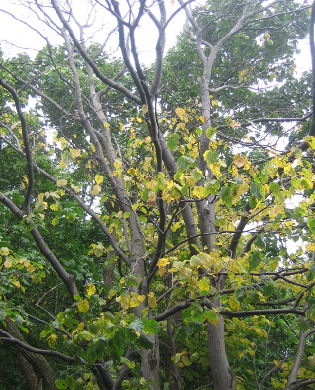 f:id:atarou:20121001055334j:image