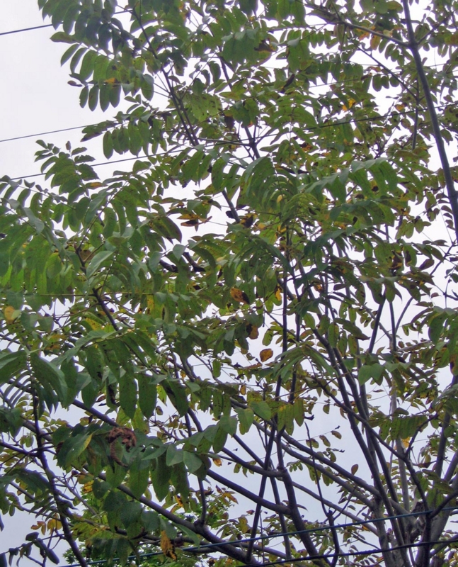 f:id:atarou:20121001063015j:image