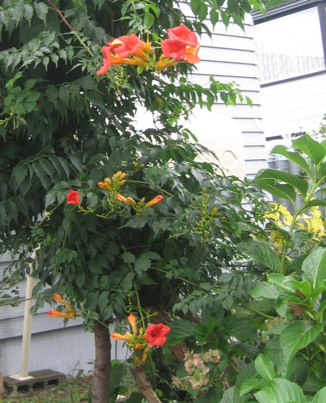 f:id:atarou:20121001063906j:image