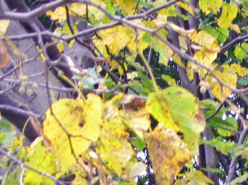f:id:atarou:20121001064957j:image