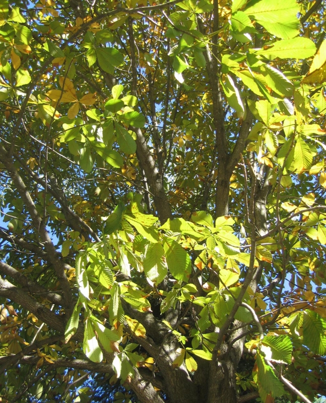 f:id:atarou:20121003062717j:image