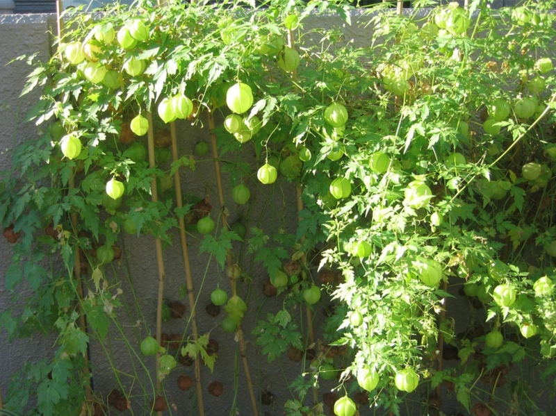 f:id:atarou:20121003063448j:image