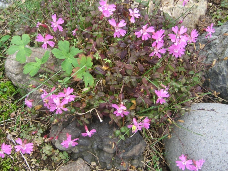 f:id:atarou:20121004064119j:image
