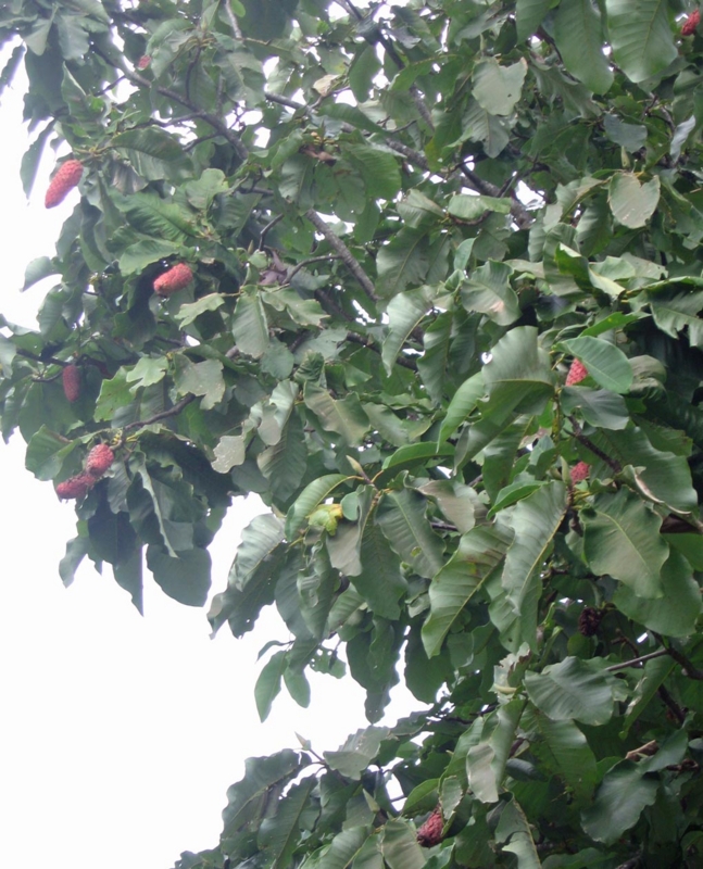 f:id:atarou:20121004065556j:image