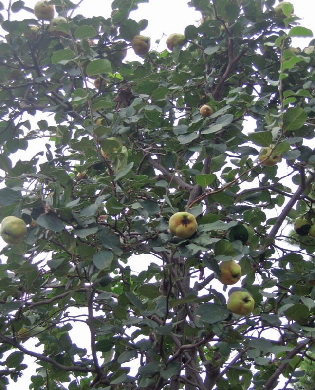 f:id:atarou:20121004065558j:image