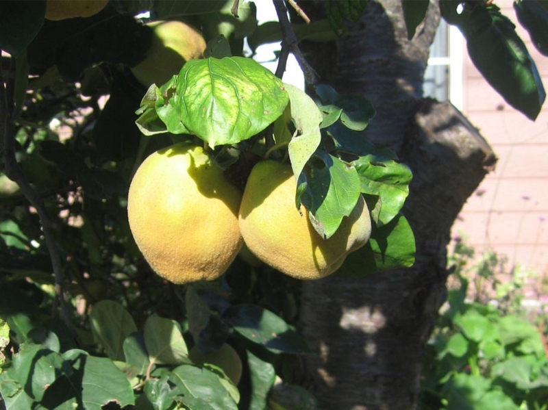 f:id:atarou:20121008064854j:image