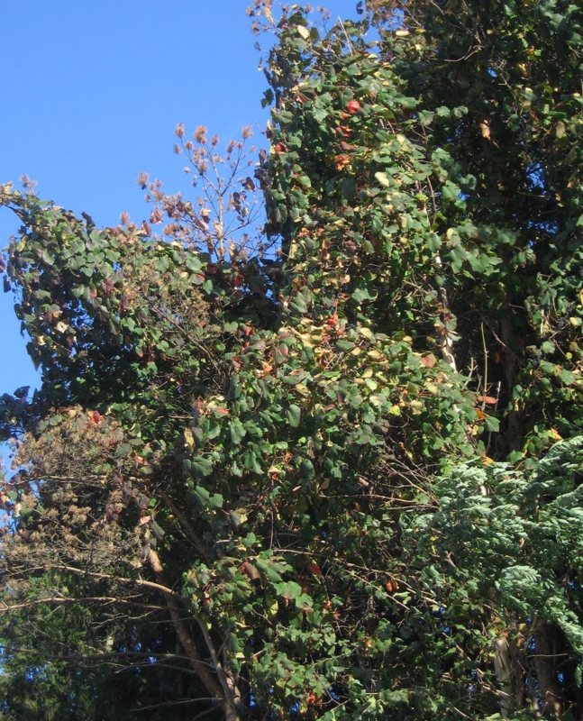 f:id:atarou:20121008064857j:image
