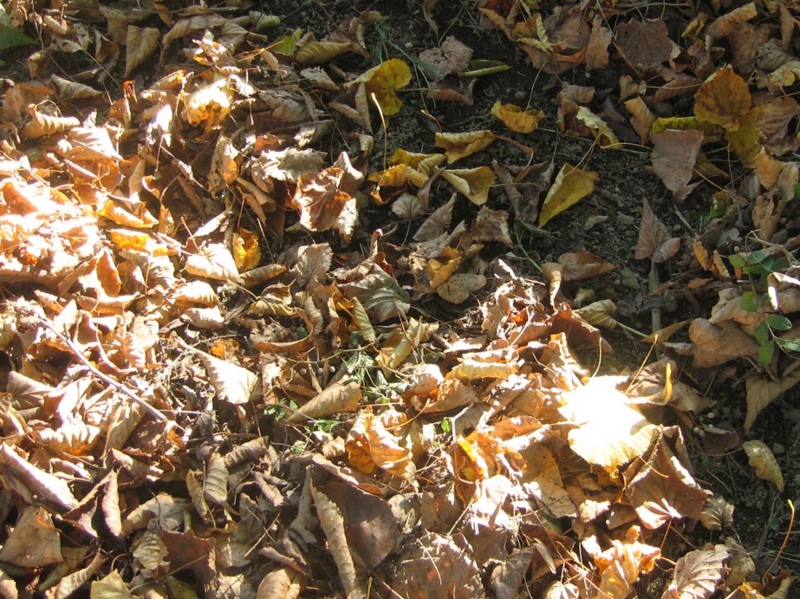 f:id:atarou:20121008064859j:image