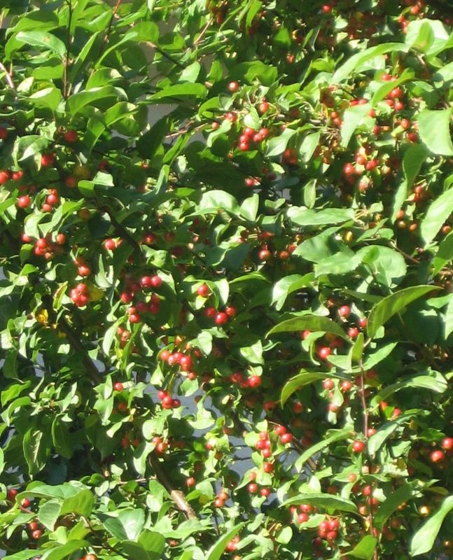 f:id:atarou:20121008065506j:image