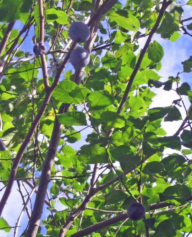 f:id:atarou:20121008070229j:image