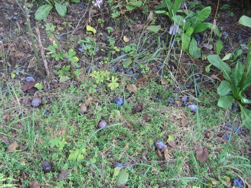 f:id:atarou:20121008070232j:image