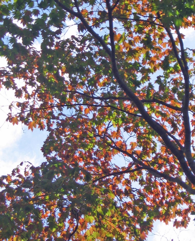 f:id:atarou:20121012173518j:image