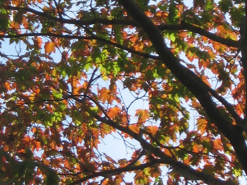 f:id:atarou:20121013054901j:image