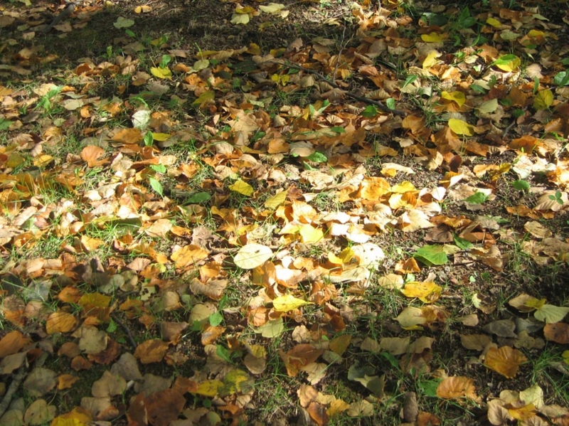 f:id:atarou:20121013054903j:image