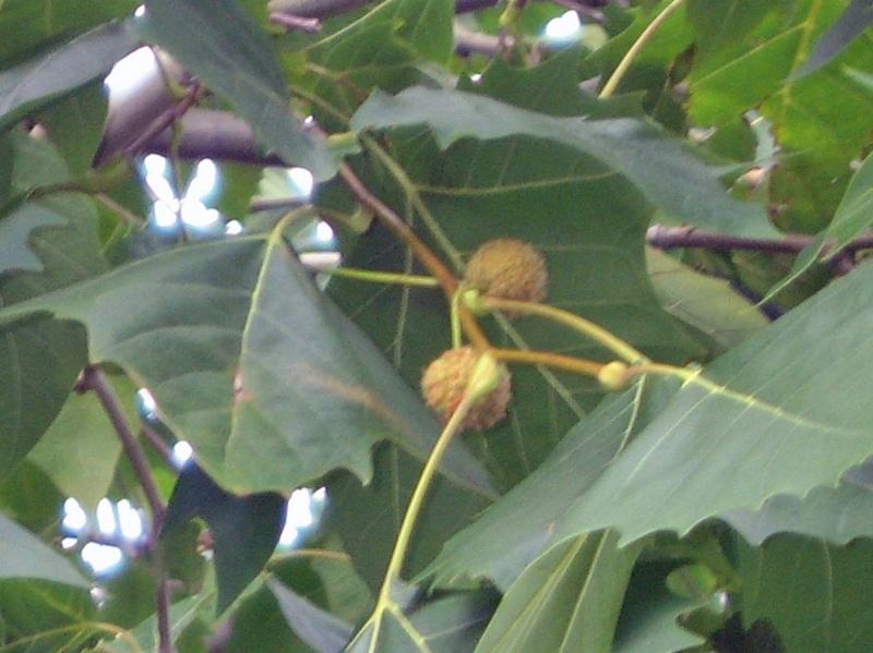 f:id:atarou:20121013054958j:image