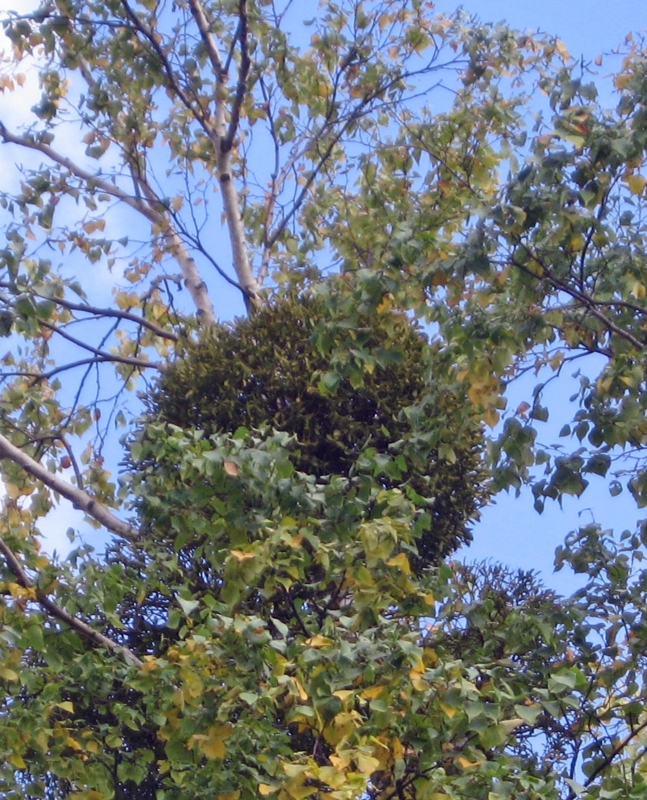 f:id:atarou:20121013055807j:image
