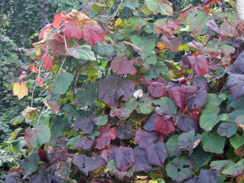 f:id:atarou:20121013061113j:image