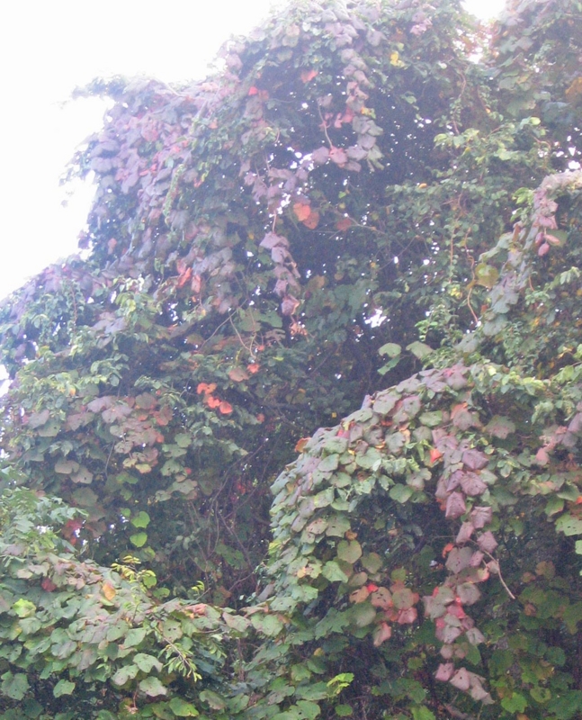 f:id:atarou:20121013061114j:image