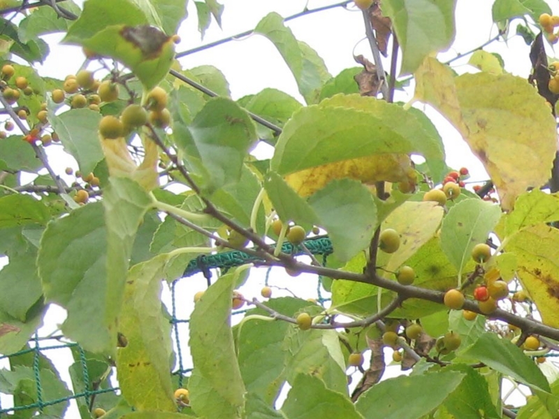 f:id:atarou:20121019065314j:image