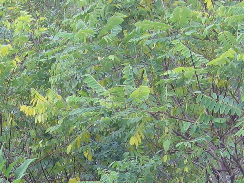 f:id:atarou:20121019065317j:image