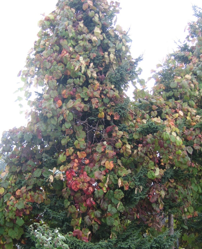 f:id:atarou:20121019070421j:image