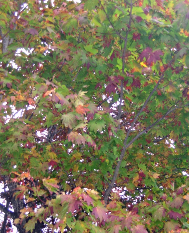 f:id:atarou:20121021065834j:image
