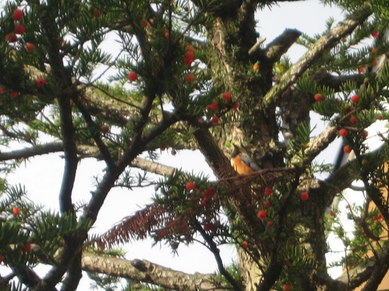 f:id:atarou:20121021070502j:image