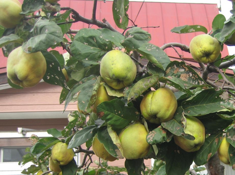 f:id:atarou:20121021072648j:image