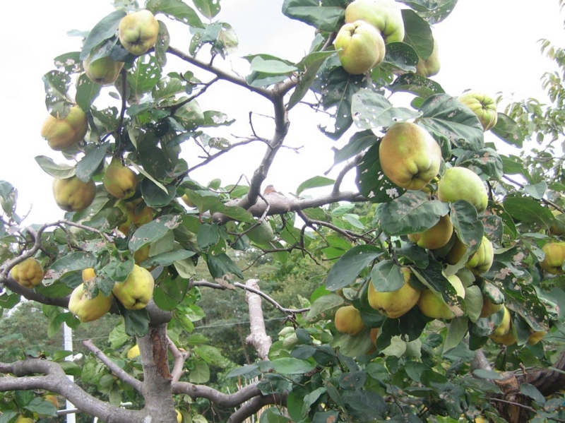 f:id:atarou:20121021072650j:image