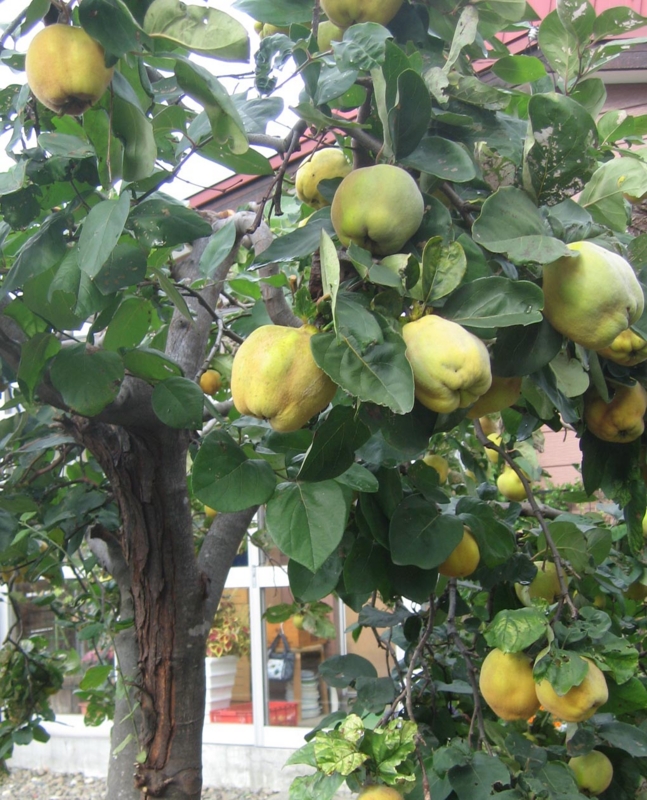 f:id:atarou:20121021072651j:image