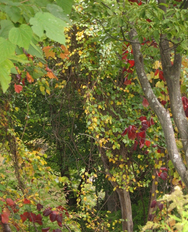 f:id:atarou:20121023064642j:image