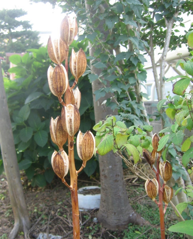 f:id:atarou:20121023065940j:image