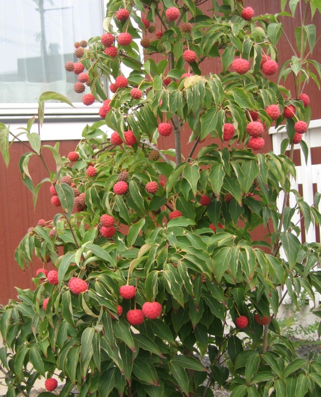 f:id:atarou:20121023070746j:image