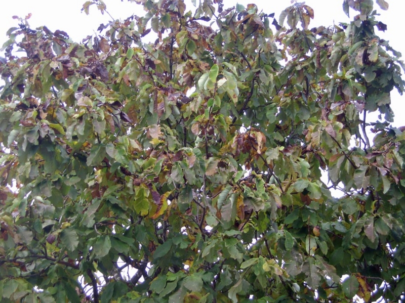 f:id:atarou:20121023070749j:image