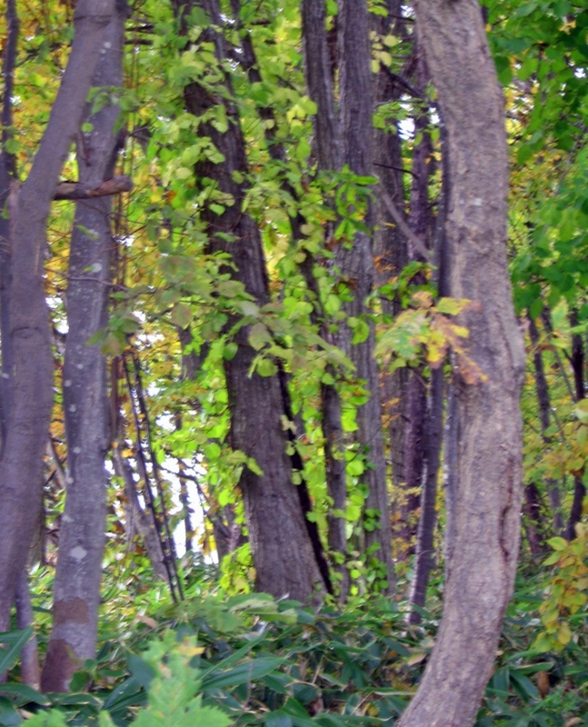 f:id:atarou:20121030065537j:image