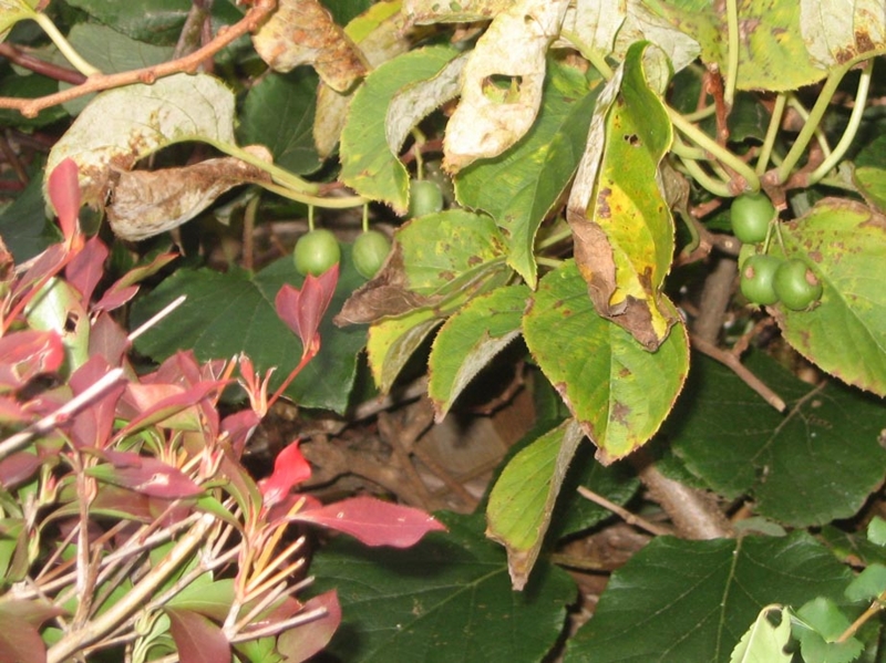 f:id:atarou:20121030070643j:image