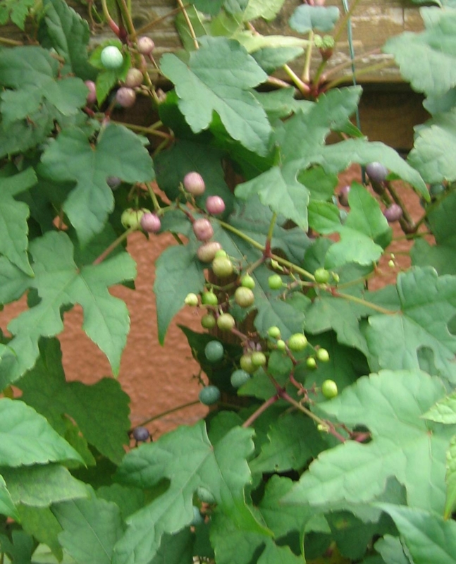 f:id:atarou:20121030070645j:image