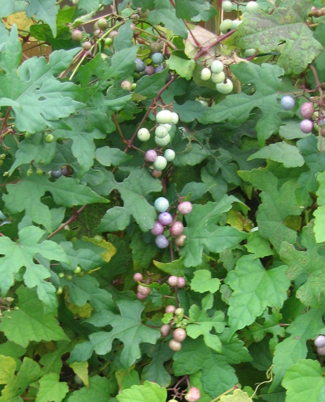 f:id:atarou:20121030070646j:image