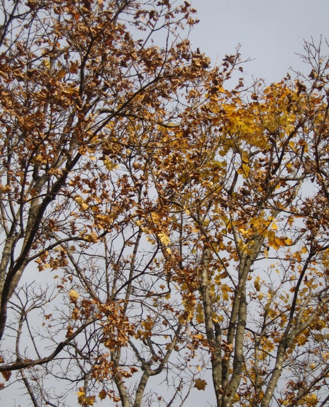 f:id:atarou:20121031061212j:image