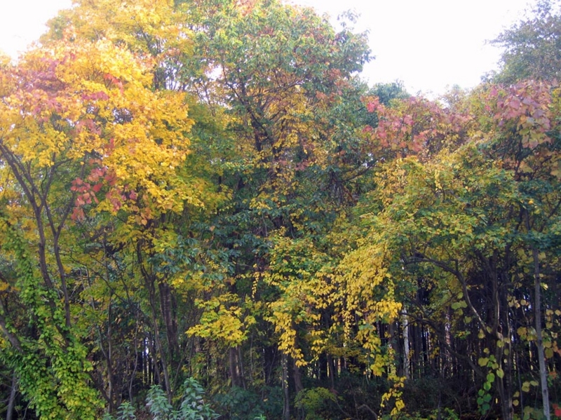 f:id:atarou:20121031063528j:image