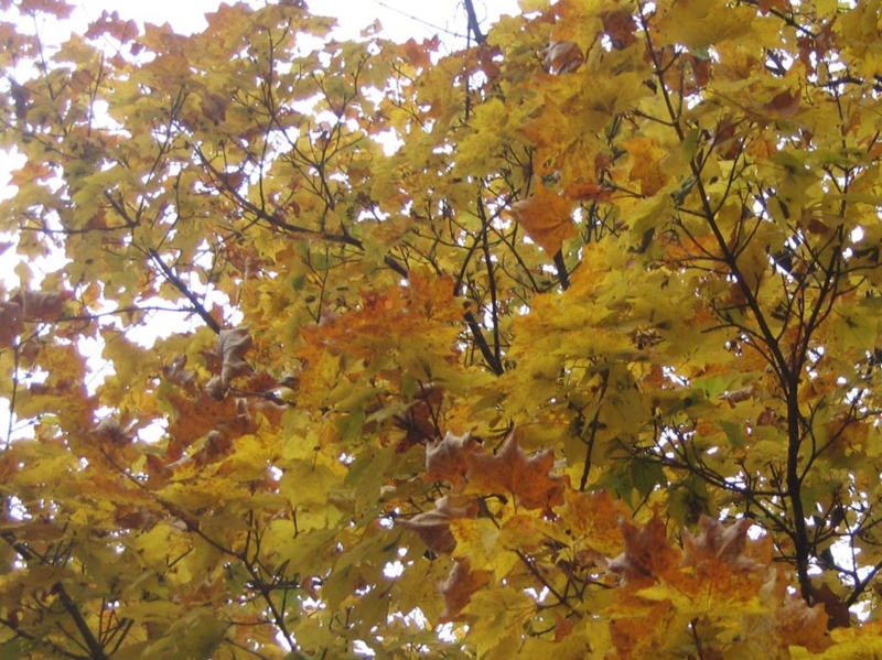 f:id:atarou:20121031063532j:image