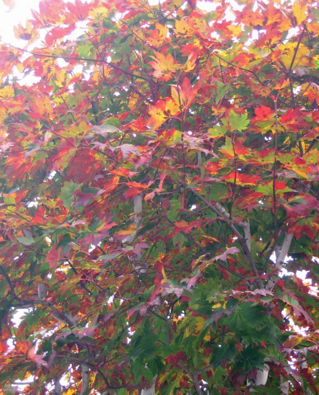 f:id:atarou:20121031063533j:image